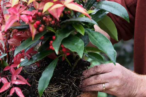 Planting skimmia in a pot