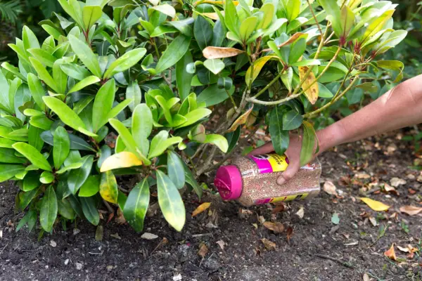 Using fertiliser granules to feed a skimmia