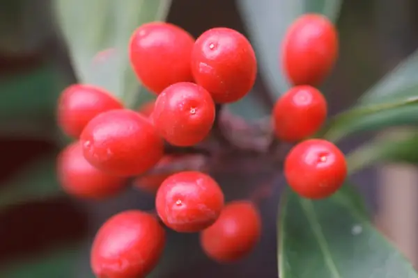 Skimmia japonica subsp. reevesiana
