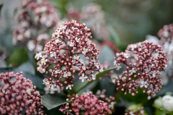 How to grow skimmia - Skimmia japonica 