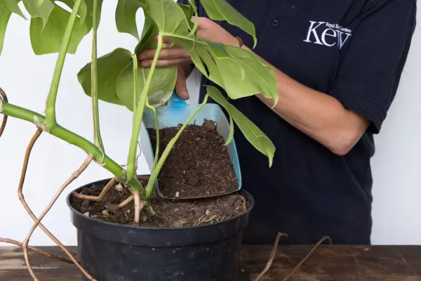Propagating Swiss cheese plant
