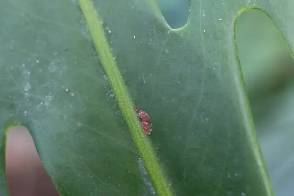 Scale insect on Swiss cheese plant (Monstera deliciosa)