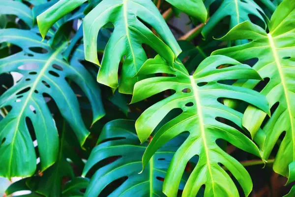 Swiss cheese plant (Monstera deliciosa). Photo: Getty Images.