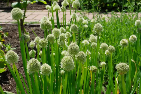 Flowering Welsh onions. Getty Images