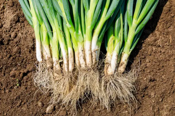 Hvordan dyrke walisiske løk
