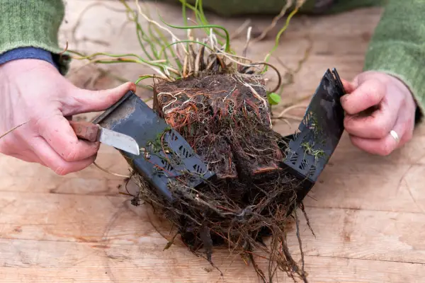 Removing the plant from its old pot