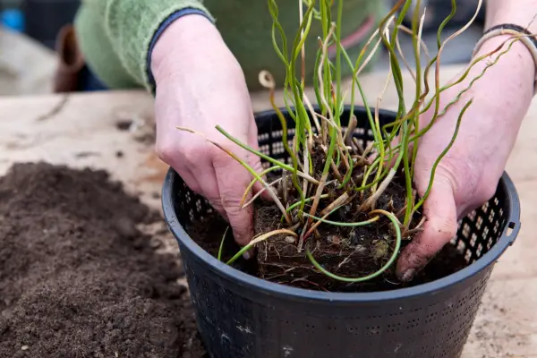 Repotting the plant into a new aquatic basket