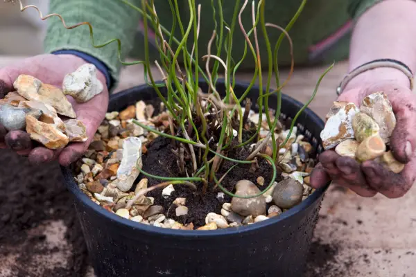 Adding a layer of gravel around the base of the plant