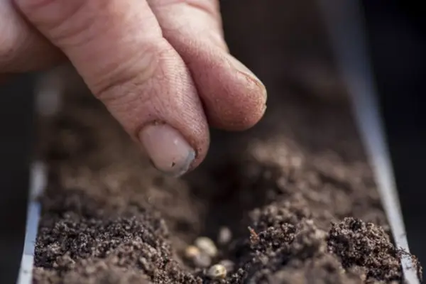Sowing salad leaf seeds in multi-purpose soil