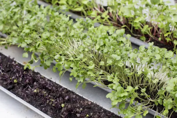 Salad seedlings growing in guttering