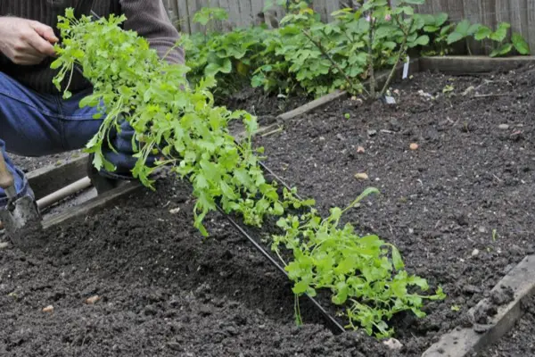 Transplanting the whole row of salad seedlings in one go