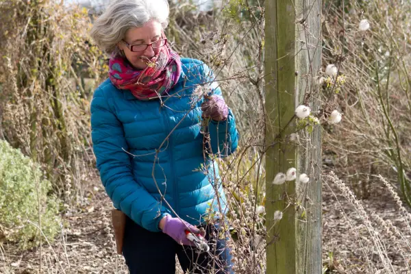 How to winter-prune clematis - untangling growth