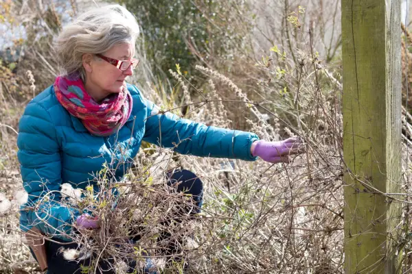 How to winter-prune clematis - removing clematis stems