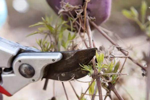 How to winter-prune clematis - pruning above a pair of buds