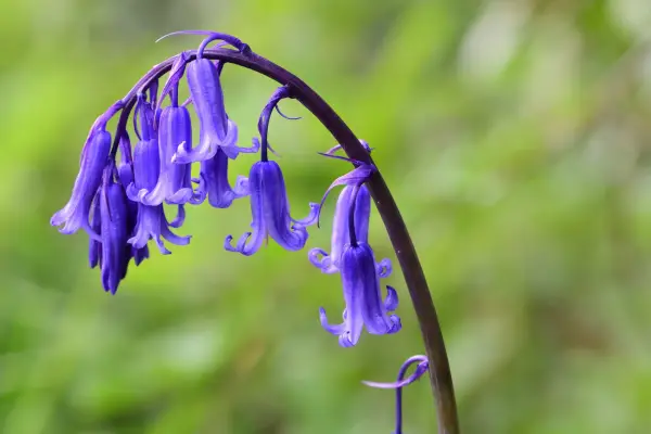 English bluebell flowers