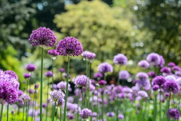 Spring flowers - Allium Purple Sensation and Allium aflatunense