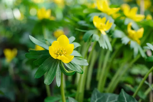 How to grow winter aconites