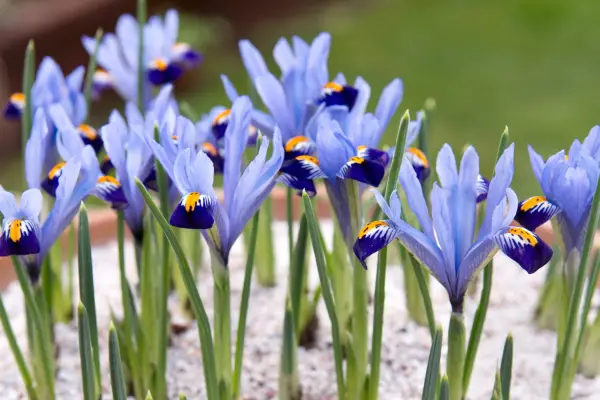 Iris reticulata