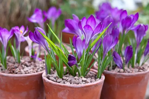 Best bulbs for pots - Crocus tommasianus 