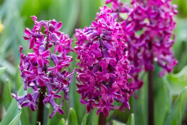 Hyacinthus 