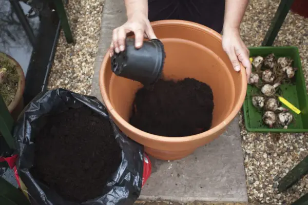 Adding compost to the container