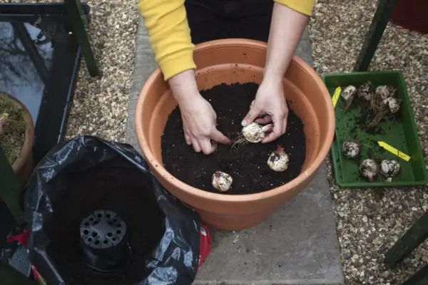 Planting tree lily bulbs