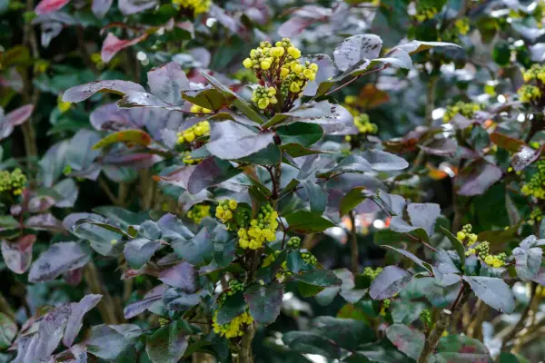 Mahonia repens