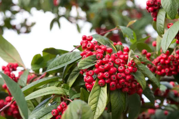 Cotoneaster frigidus 