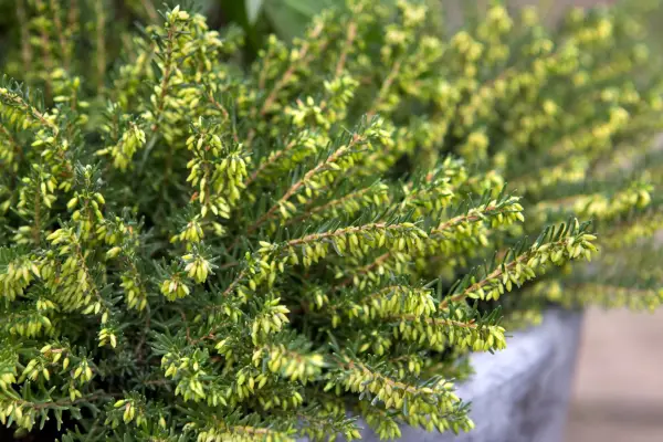 Winter heather, Ercia Darleyensis