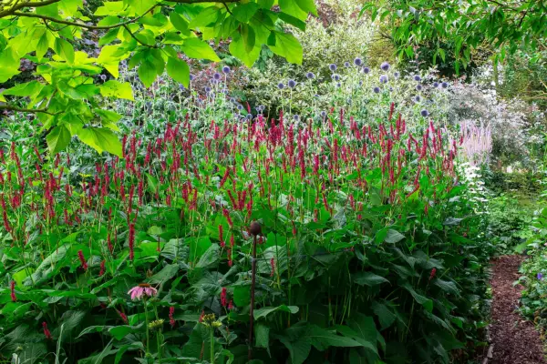 Persicaria amplexicaulis 