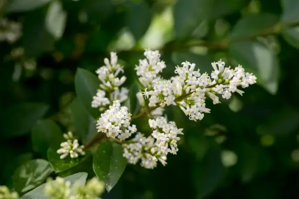 Privet hedge in flower