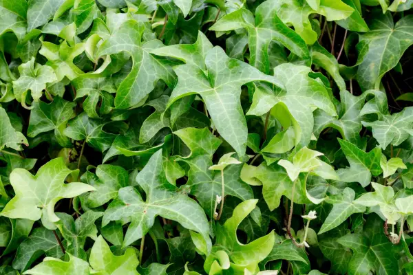 Wildlife-friendly plants for shade – Ivy, Hedera helix