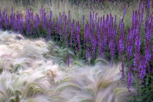 Foxtail barley grows with with Salvia 