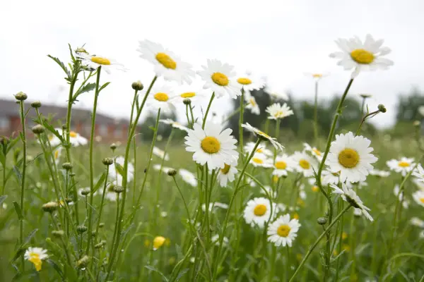 Ox-eye daisy. Leucanthemum vulgare.