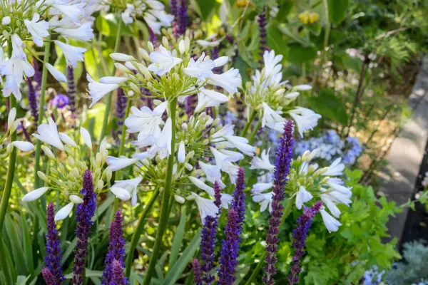 Purple salvias with white agapanthus 