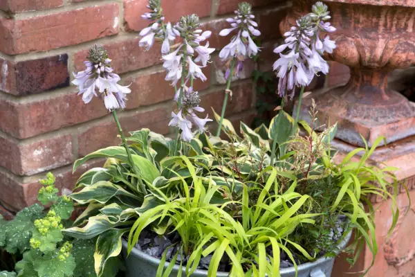 Hosta는 표시 할 수 있습니다