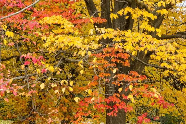 Hvordan man dyrker papegotia persica