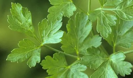 איך לגדל פטרוזיליה