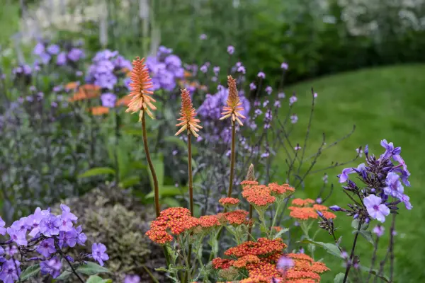 Red-hot poker growing with achillea 