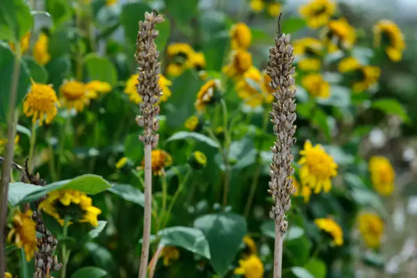 Faded red-hot poker (Kniphofia) flowering stems