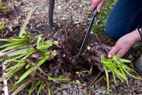 Dividing a clump of red-hot pokers (Kniphofia) in spring)