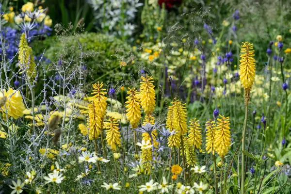 Kniphofia 