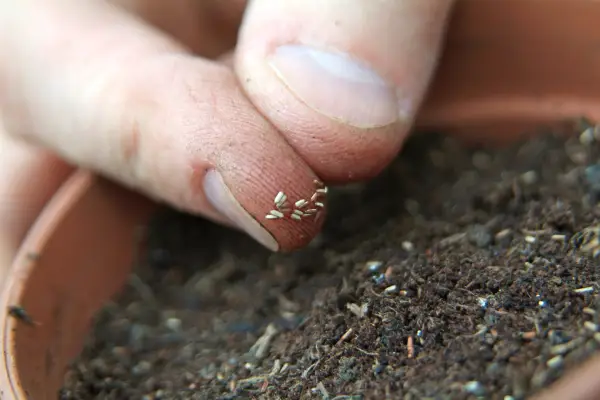 Sowing Verbena bonariensis seeds in pots