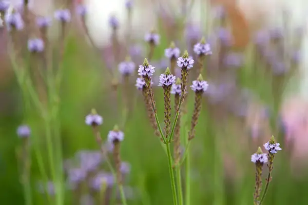 Verbena macdougalii 