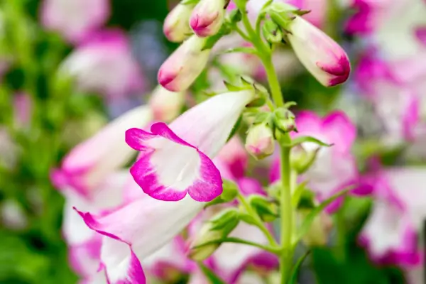 Plants to grow for hayfever sufferers - penstemons