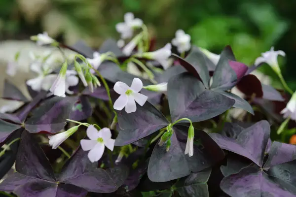 Oxalis triangularis subsp. papilionaceae