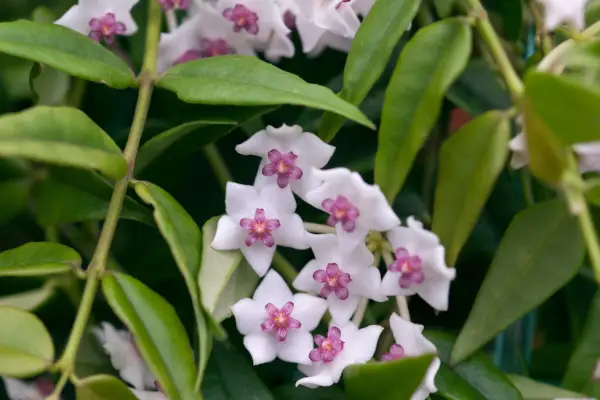 Hoya bella