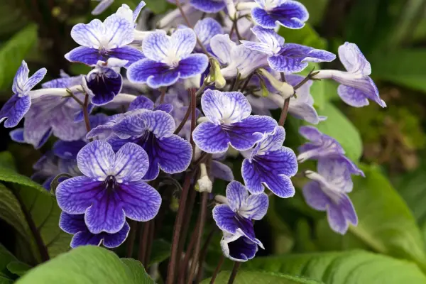 Streptocarpus 