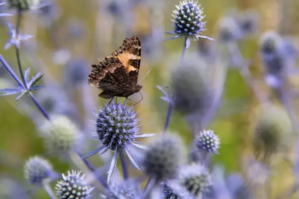 Hvad er forskellen mellem pollen og nektar?