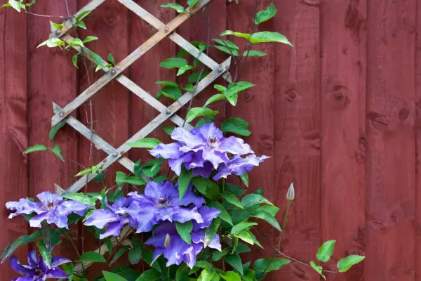 Clematis on extendable trellis. Getty Images